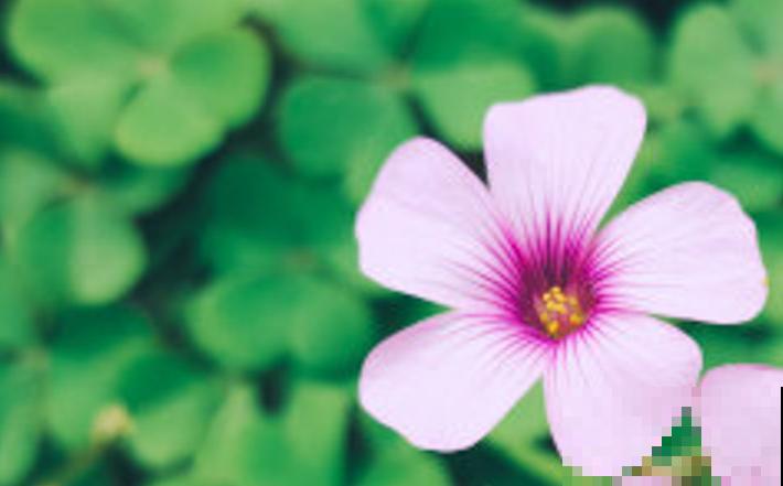 倒心形叶子的植物有很多，常见的这5种，好看又好养