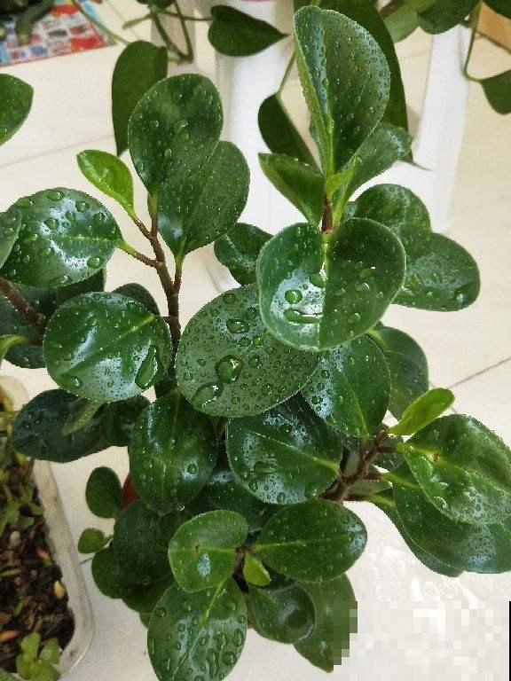 大叶植物要“洗澡”,养分才能更充足 大叶植物要“洗澡”,养分才能更充足