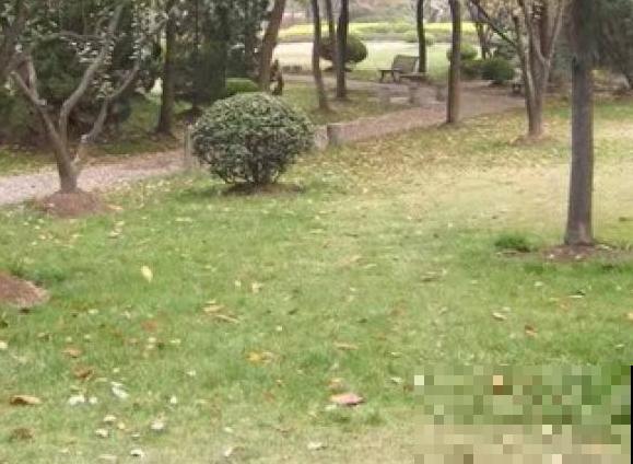 草坪枯死主要是这3点原因，赶紧解决，还能拯救