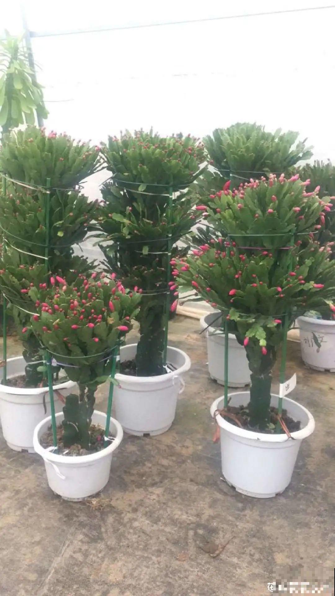 年前不敢买的“贵货花”，现在捡漏，价格低到“不可思议”