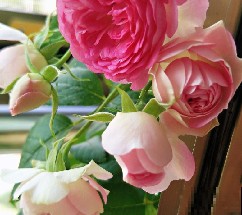 花盆里长出白毛，不要着急扔，3步就能去除