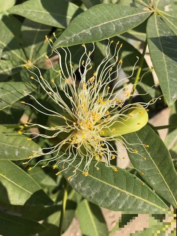 老人常说,6种吉祥花,轻易不开花,开花据说有好运 老人常说,6种吉祥花,轻易不开花,开花据说有好运