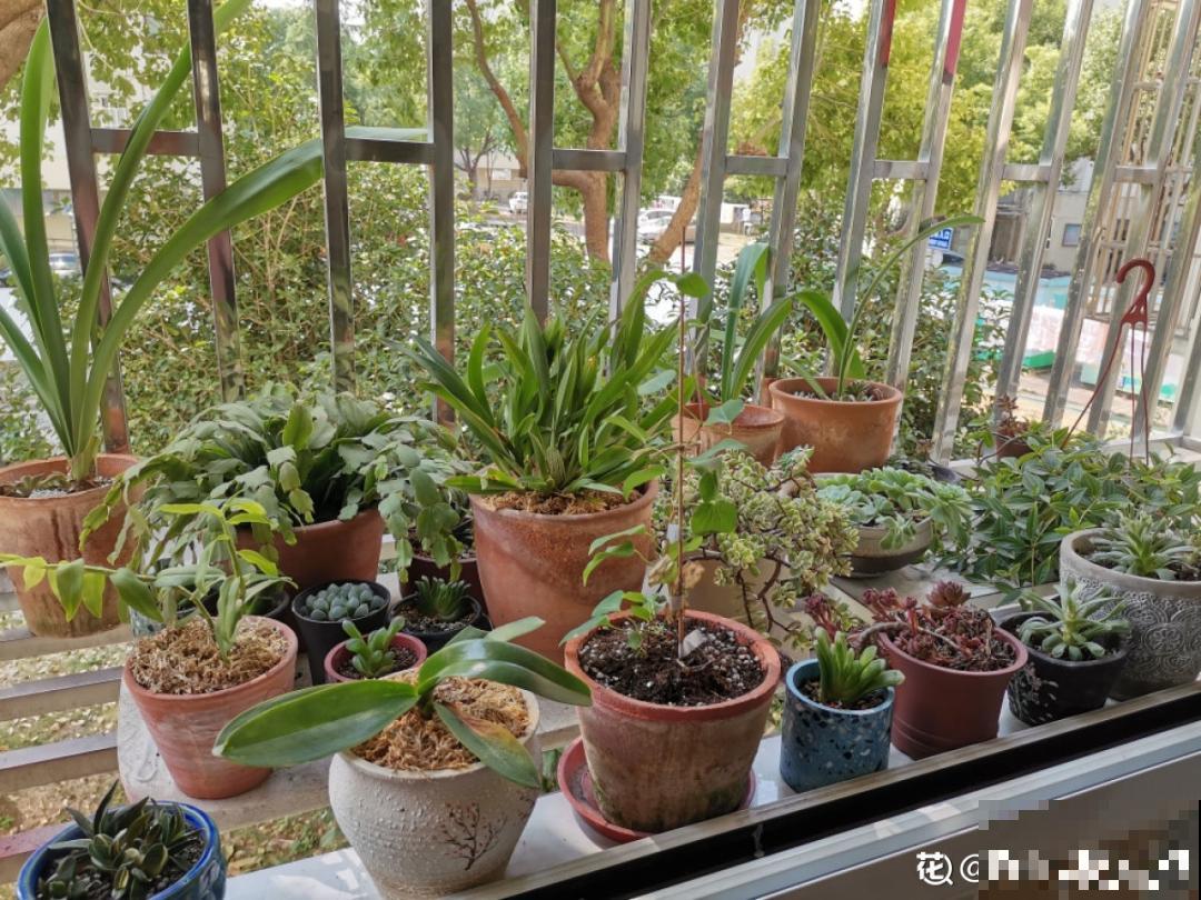 “庄稼一枝花，全靠肥当家”，现在施肥，呼呼爆盆开花