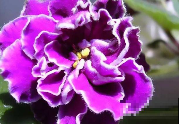 紫罗兰种植简单，注意这5点，在家也能养