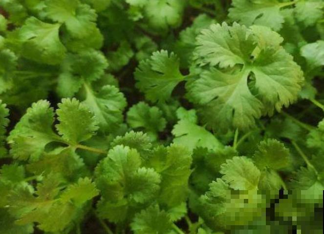 吃完的香菜根不要扔，记住这3步，轻松种植