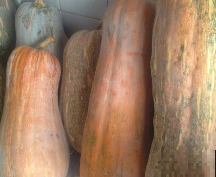 吊瓜子种植简单，学会这4步，再也不用买着吃