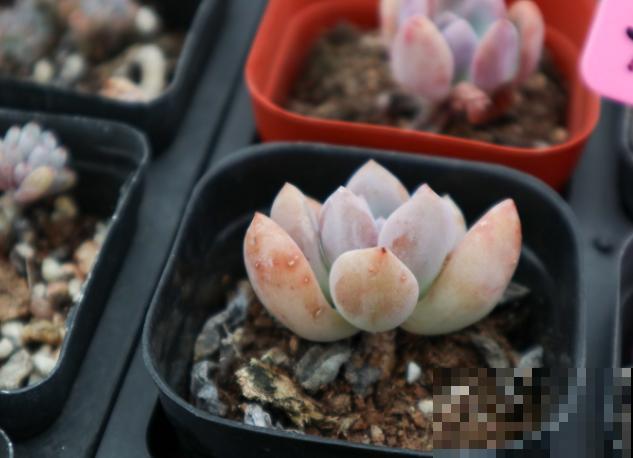 奥普琳娜与冬美人区别不开，快来看看这3点，轻松区分