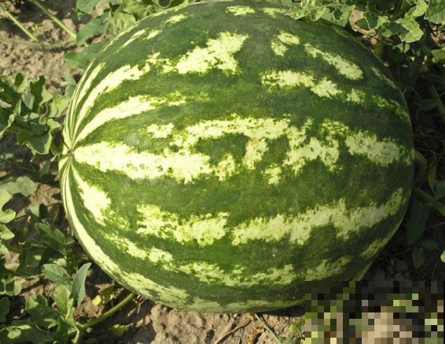 吃完的西瓜子不要扔，在家也能种出西瓜，3步轻松搞定