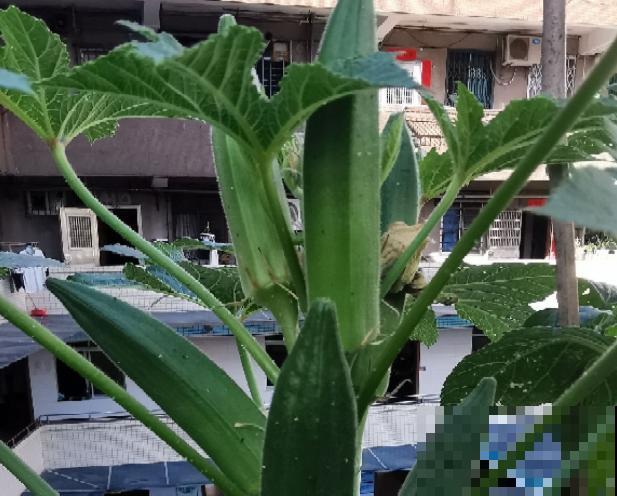 秋葵育苗很简单，学会这5点，在家就能种