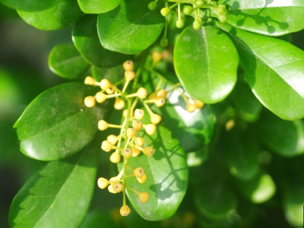 5种矫情花，不能干，不能湿，实在是娇气