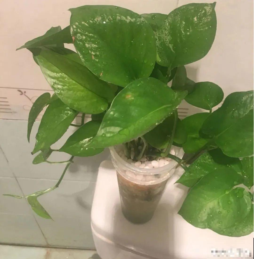 客厅养花别乱摆，选对位置，财运滚滚来！