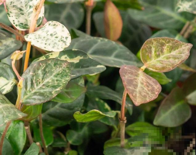 家里养盆花叶络石，注意这3点，室内养护没问题