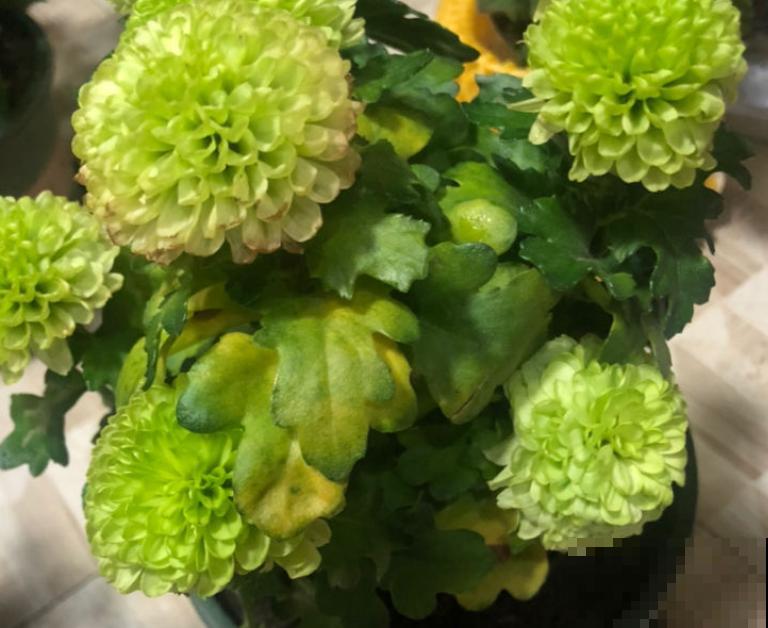 长相神似“乒乓球”的乒乓菊，这样扦插，成活率超高