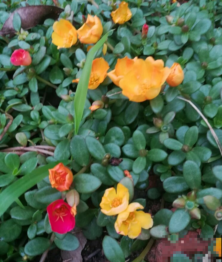 春天路边开满花，30种花能认识一半，就是植物大神