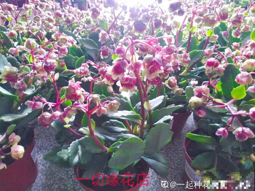 家里养盆“宫灯花”，密密麻麻全是花，能开3个月！