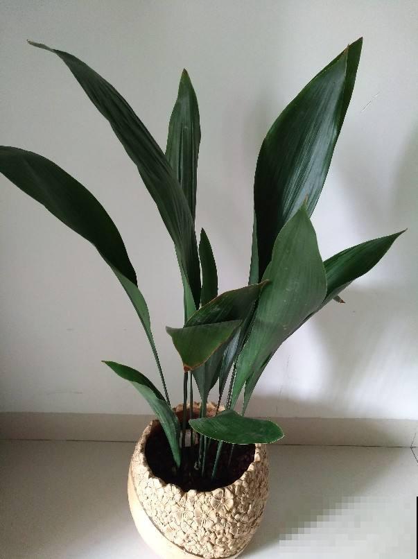 让卫生间也变小花园的方法，关键在这3种花，还有净化空气效果