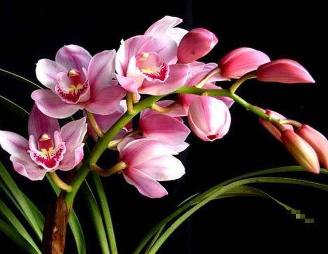 这5种名贵兰花，快来瞧瞧，你认识几种