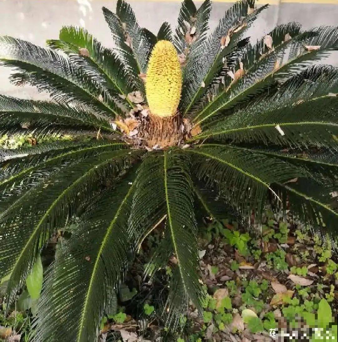 老人常说,6种吉祥花,轻易不开花,开花据说有好运 老人常说,6种吉祥花,轻易不开花,开花据说有好运