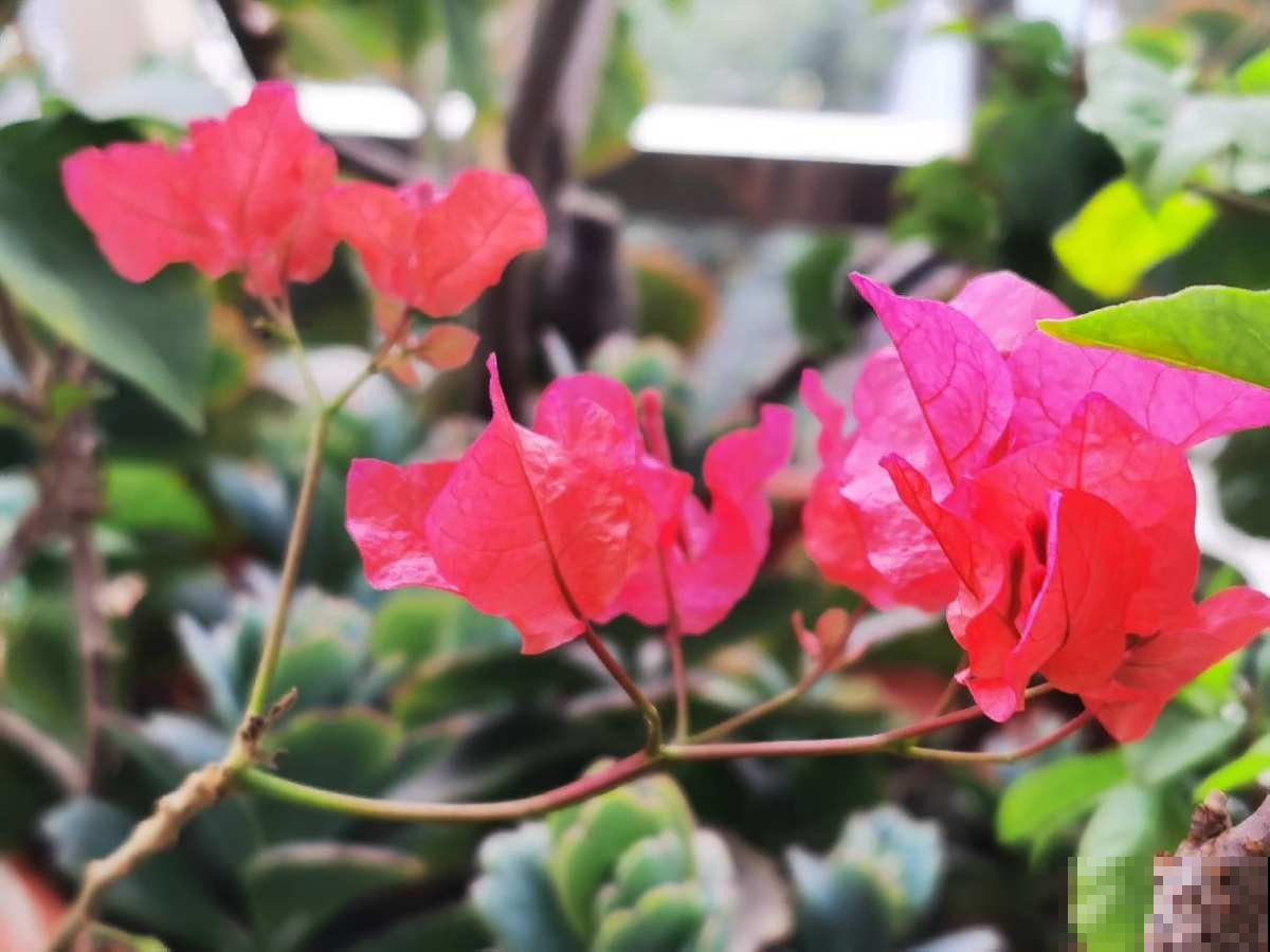 南方一种花,一年四季开花,种一棵真是赚大了 南方一种花,一年四季开花,种一棵真是赚大了