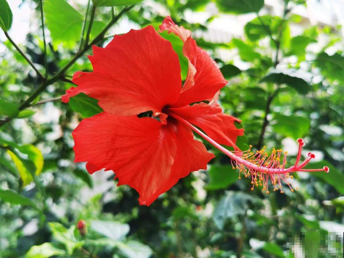 名字不吉利的4种花,开花太美,忍不住要养 名字不吉利的4种花,开花太美,忍不住要养