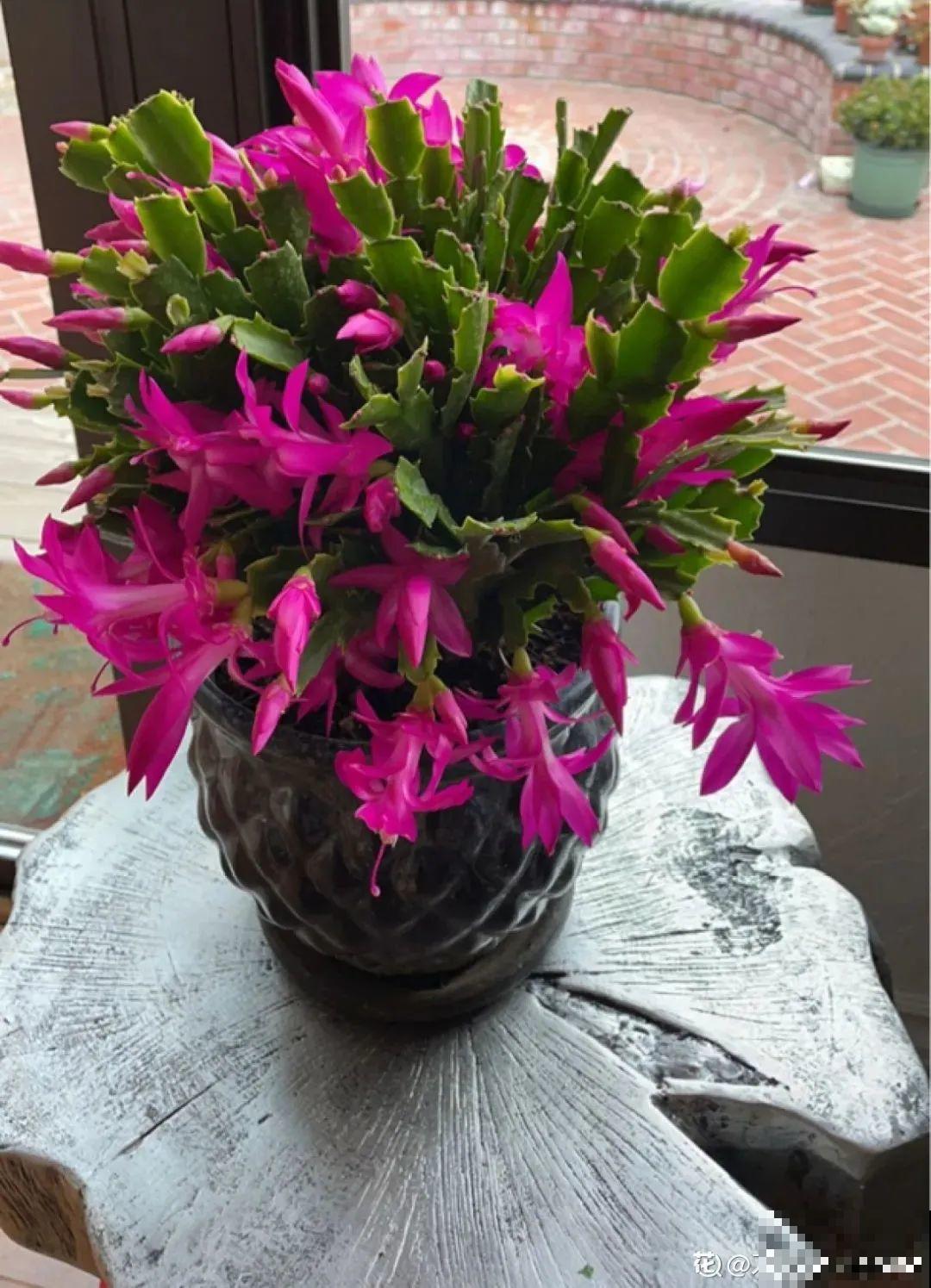 年前不敢买的“贵货花”，现在捡漏，价格低到“不可思议”