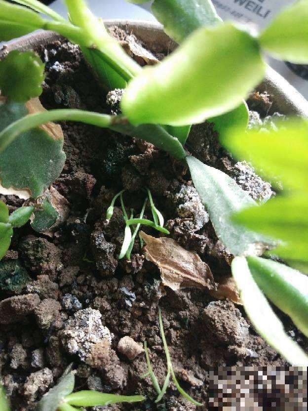 3种花掐掉嫩芽，调料一拌太香，一口鲜味等一年