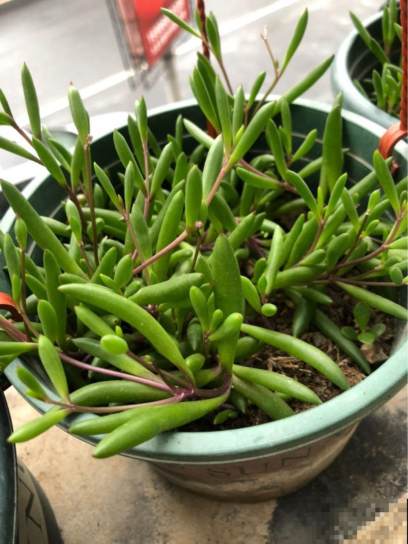 冬天扦插3种花，比暖和时更容易生根，两个月就能开花