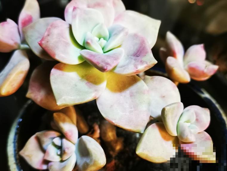 养殖紫乐要想长得好,记住这5点,轻松长出好状态 养殖紫乐要想长得好,记住这5点,轻松长出好状态