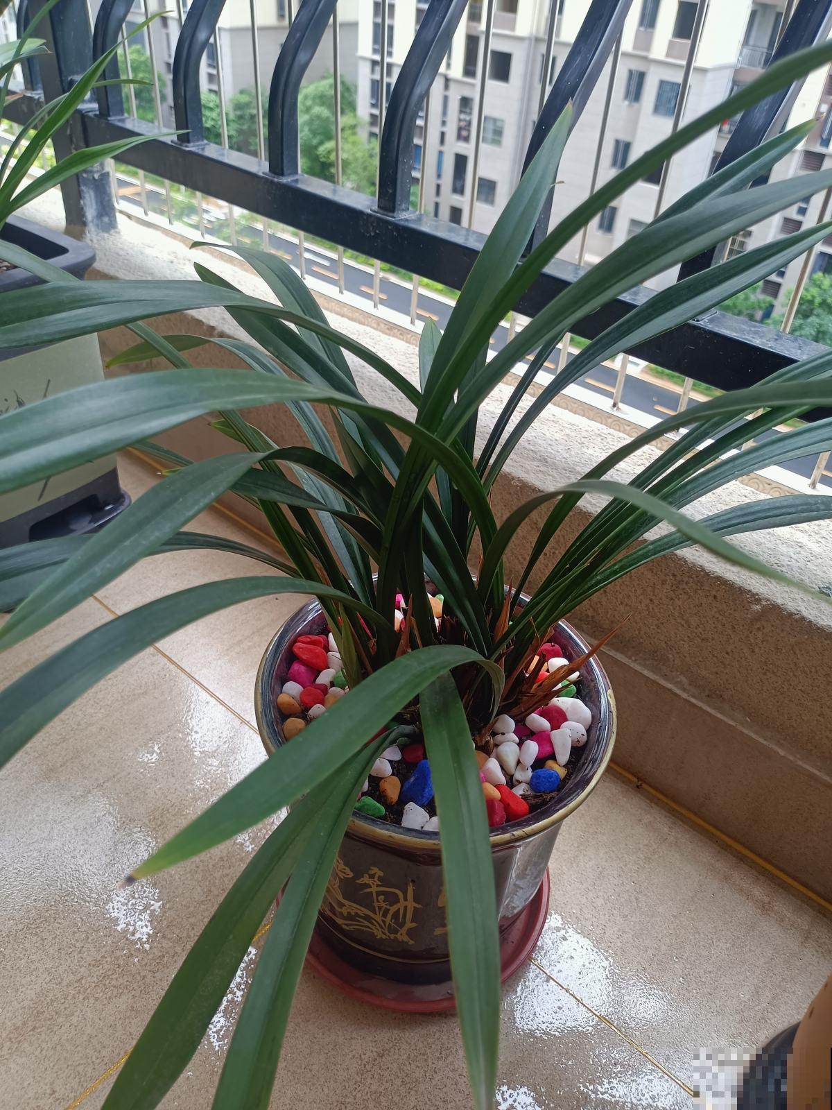 4种耐阴花卉,就算阳光不足照样开花,好看又好养 4种耐阴花卉,就算阳光不足照样开花,好看又好养