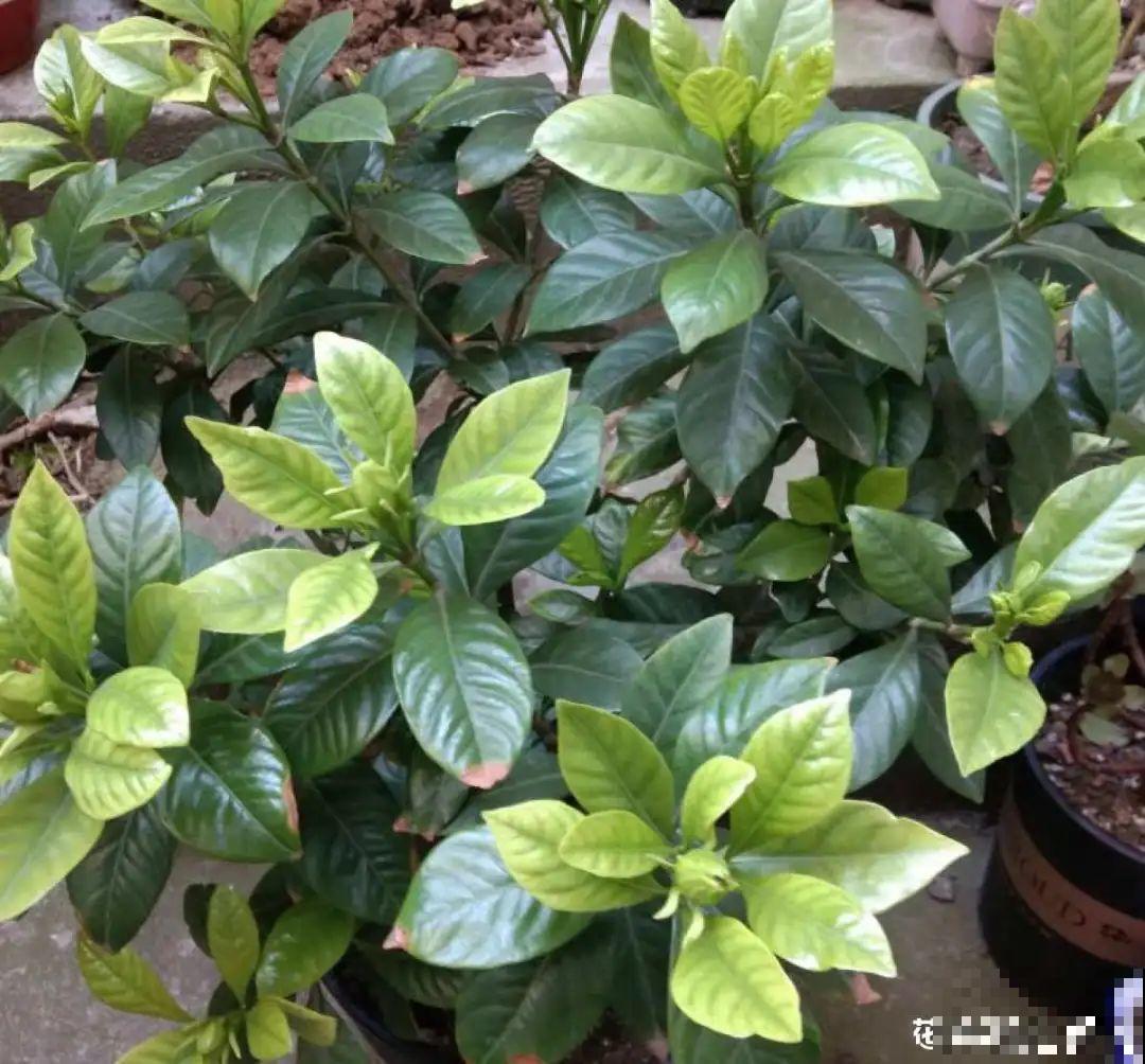 春天养栀子花，要“选对”品种，一院子清新香味！