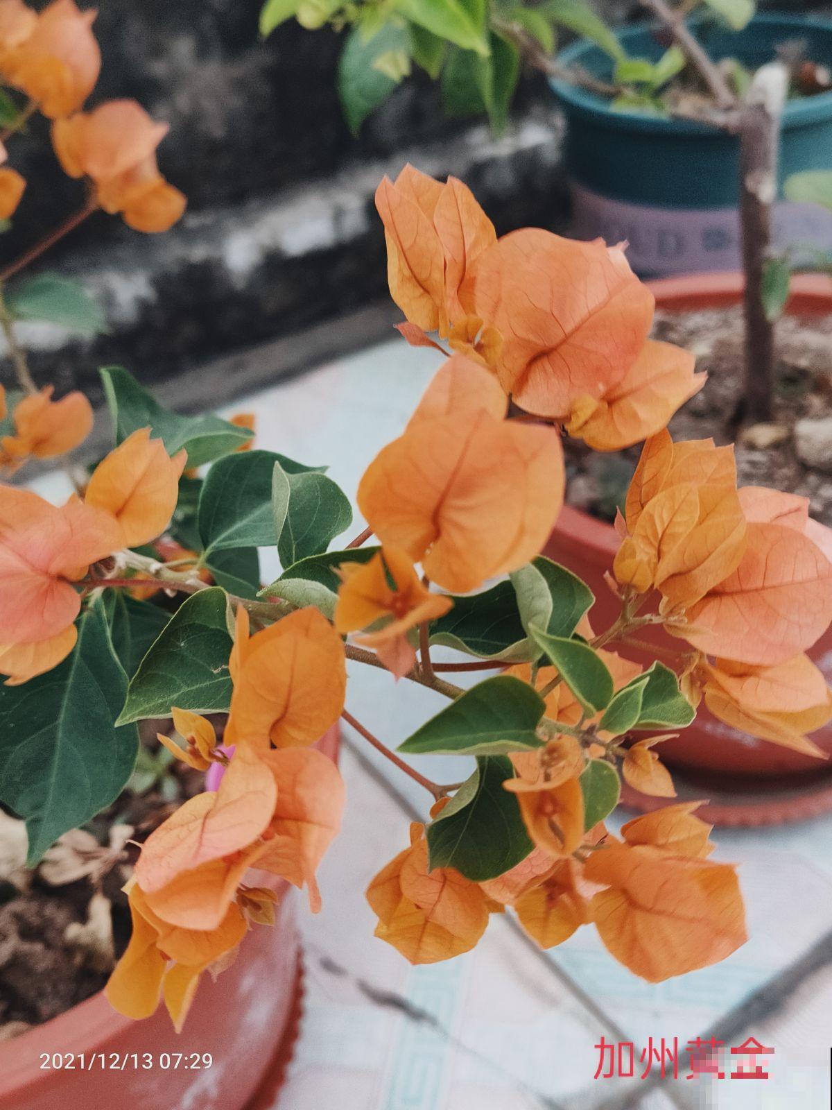 在家打造阳台花园，种这5种花就够了，小阳台也能变花海