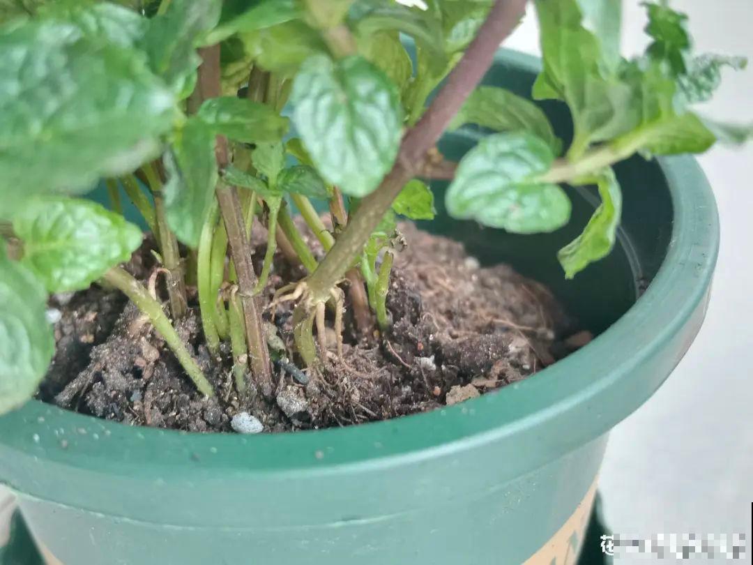 超详细的植物换土步骤,保姆级教程,实用的很 超详细的植物换土步骤,保姆级教程,实用的很