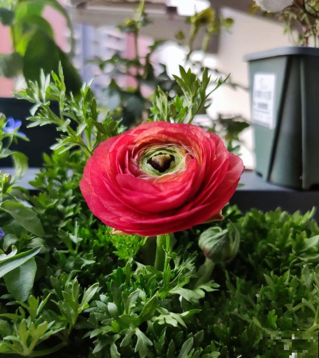 一种花被称作“小牡丹花”,能开花3个月,比玫瑰花还好看 一种花被称作“小牡丹花”,能开花3个月,比玫瑰花还好看