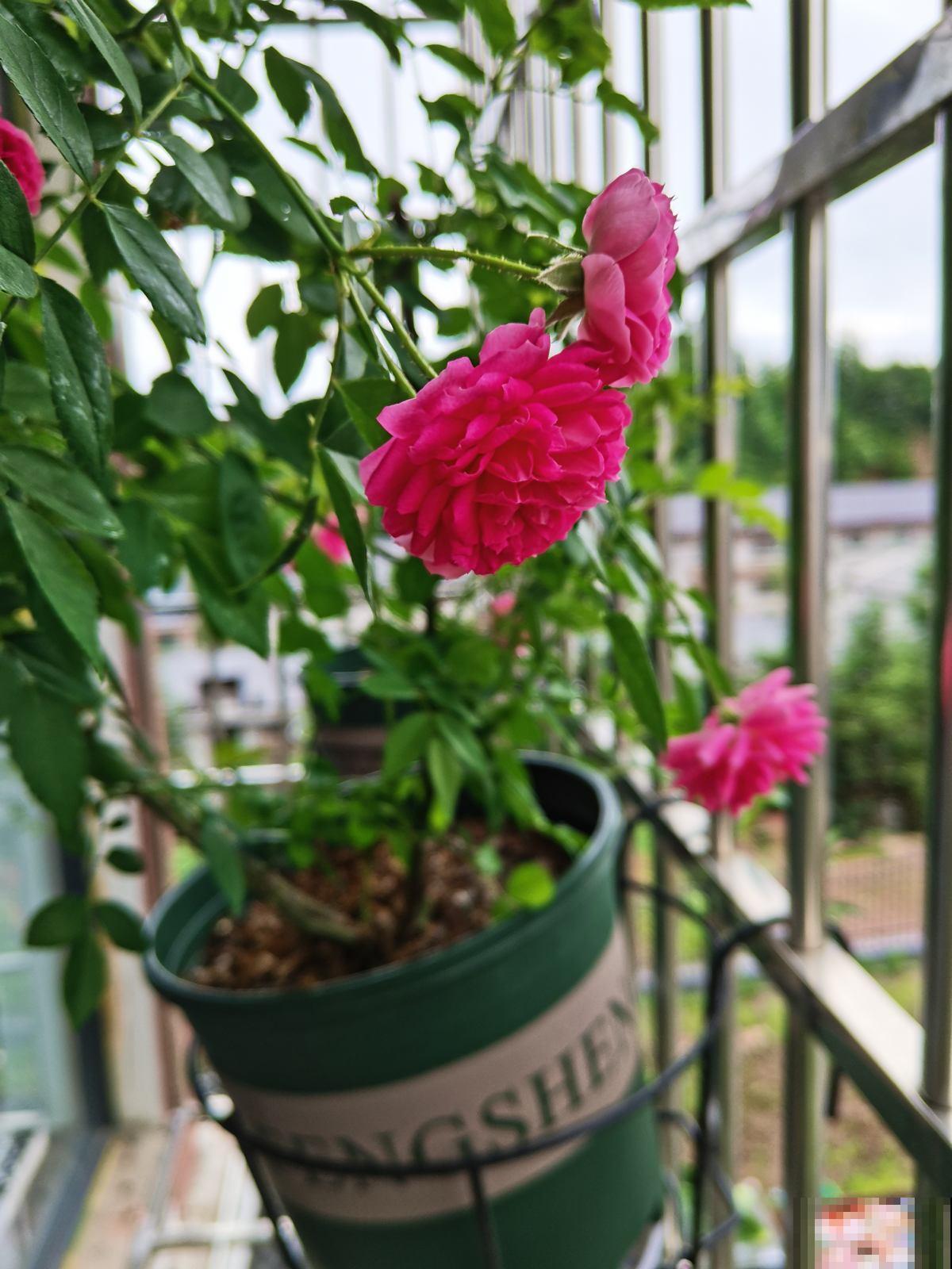 院子里最适合种的4种组合花卉,美观又好打理,花期超长 院子里最适合种的4种组合花卉,美观又好打理,花期超长