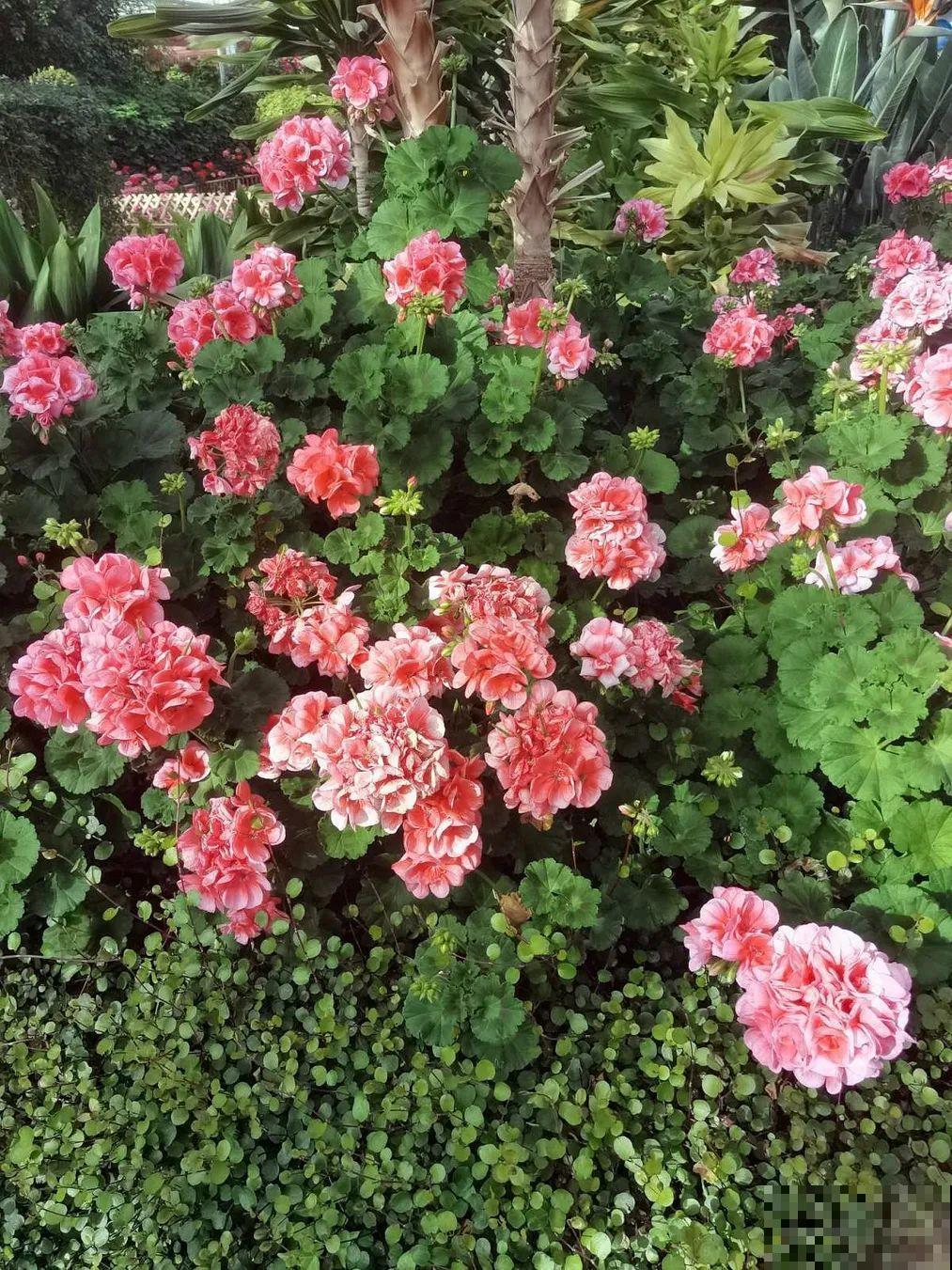 50种花春天播种,长满小院子,能开一整年 50种花春天播种,长满小院子,能开一整年