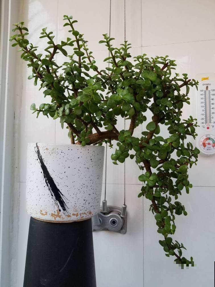 4种花命里带“钱”，“金银财宝”都具备，养家里想不富贵都难