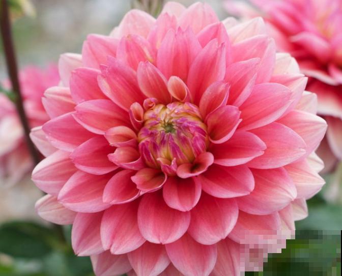 草坪花卉有很多，这5种很常见，开花超美