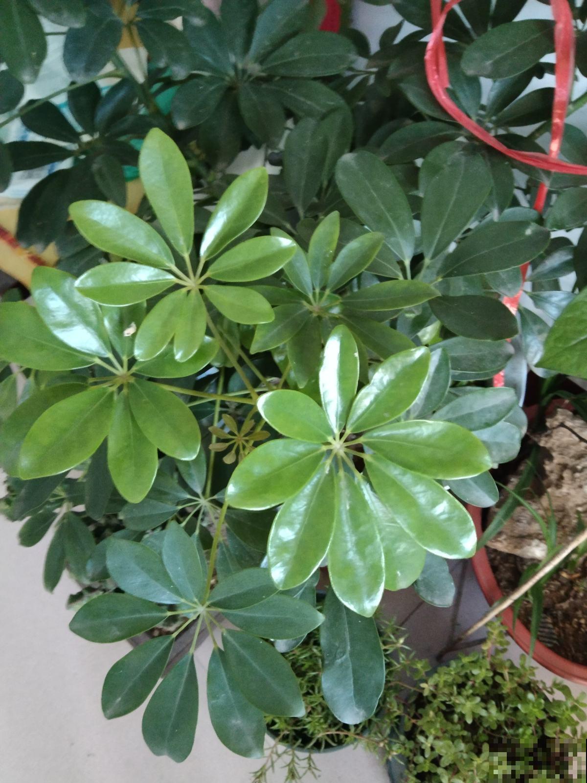 养花不能随便养，有的有害，有的反而健康