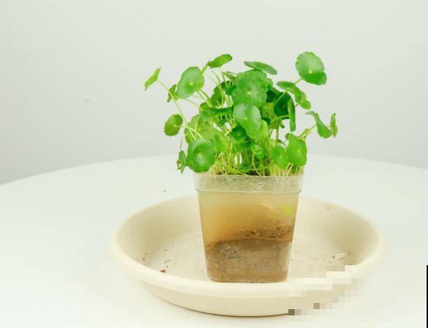 家里有个大水缸，超适合养5种植物，高温天也能开花爆盆