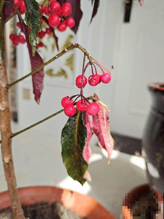 过年流行的3种“红果”，北美冬青、火棘、富贵籽，你能分得清吗