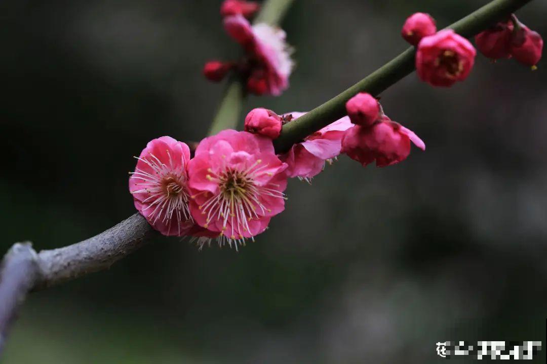 1种花剪几根枝,插水里3天就开花,迎春报喜,花香四溢 1种花剪几根枝,插水里3天就开花,迎春报喜,花香四溢