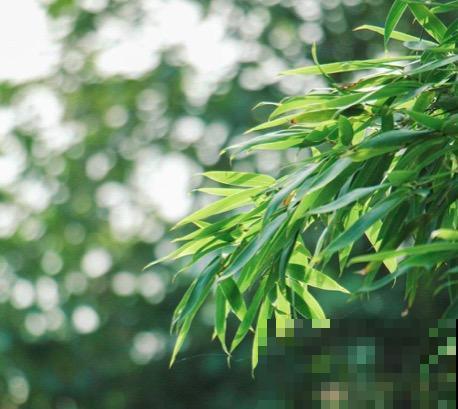 花中四君子,品格高尚似君子,你家养了几种? 花中四君子,品格高尚似君子,你家养了几种?