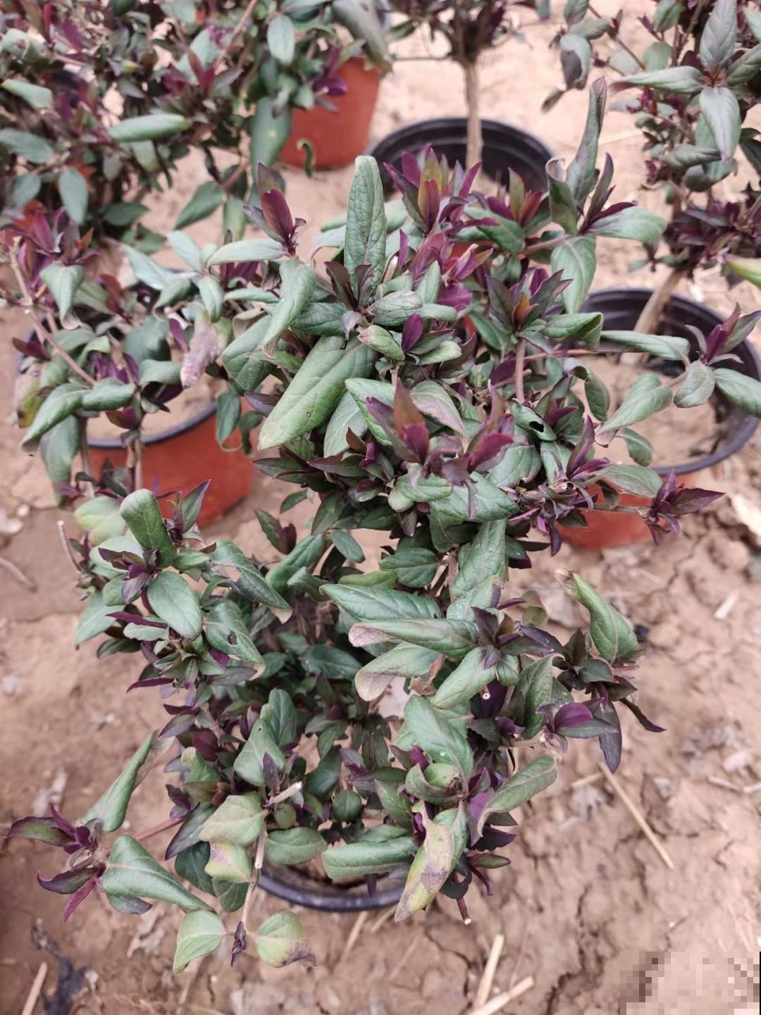 家里养盆新型品种金银花，下个月开出三色花瀑布，满院子飘香