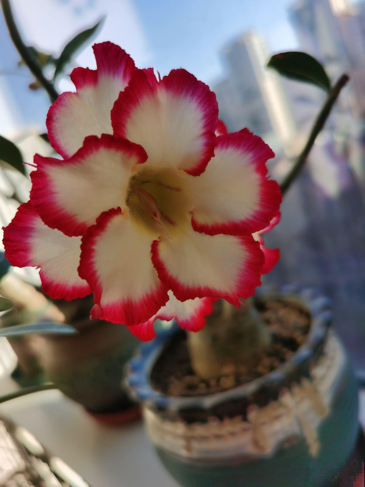 适合“粗养”的植物，适合工作忙的人养，不浇水反而开爆盆