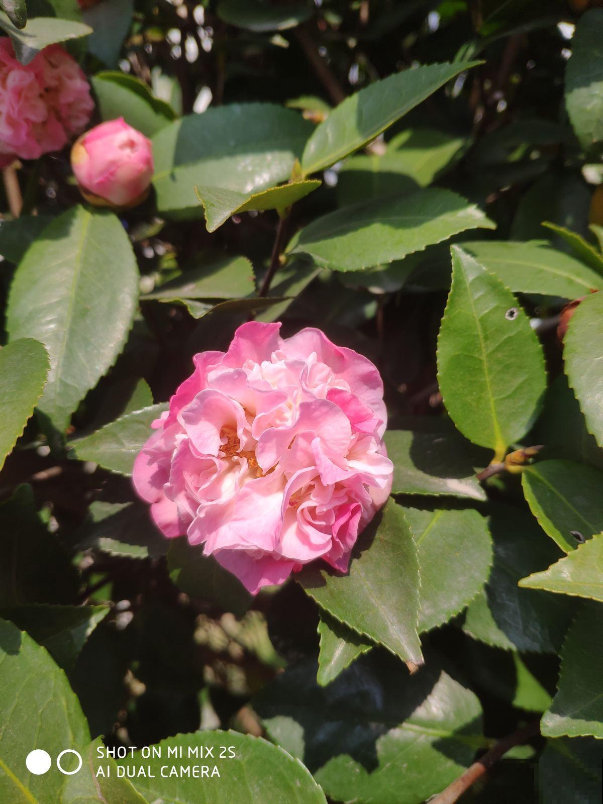 春天养茶花的“三大雷区”,学会避开很重要,能开花大半年 春天养茶花的“三大雷区”,学会避开很重要,能开花大半年
