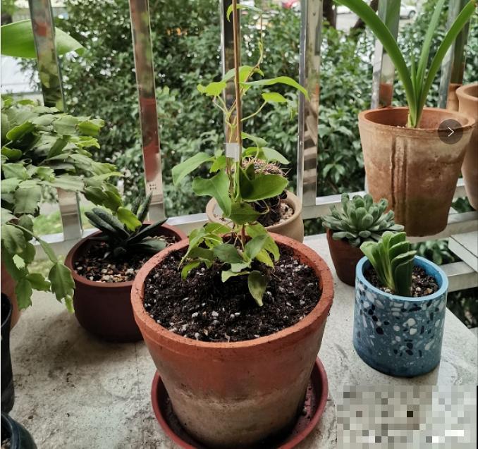 “庄稼一枝花，全靠肥当家”，现在施肥，呼呼爆盆开花