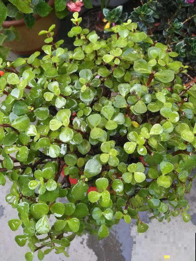 4种花号称“养不死”,几块钱就能买到,养成老桩更值钱 4种花号称“养不死”,几块钱就能买到,养成老桩更值钱