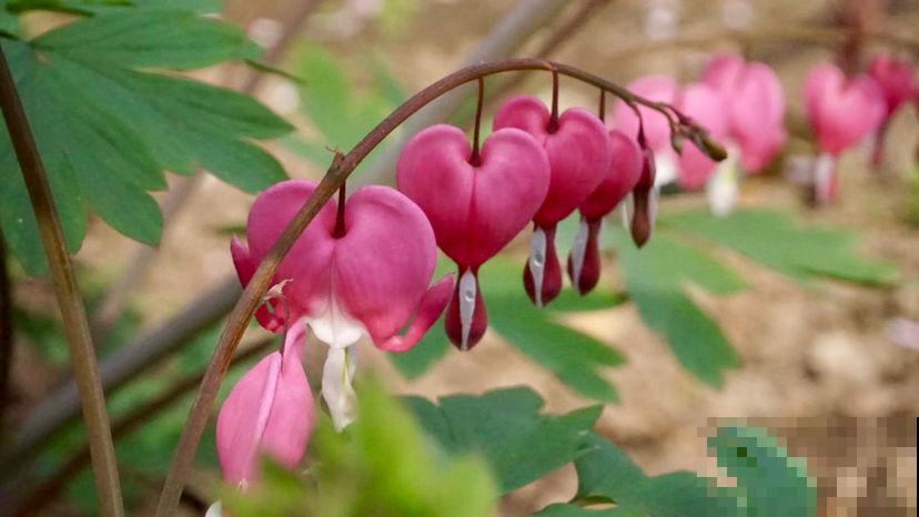 过年倒计时，6种红火花家中必备，喜庆又大气