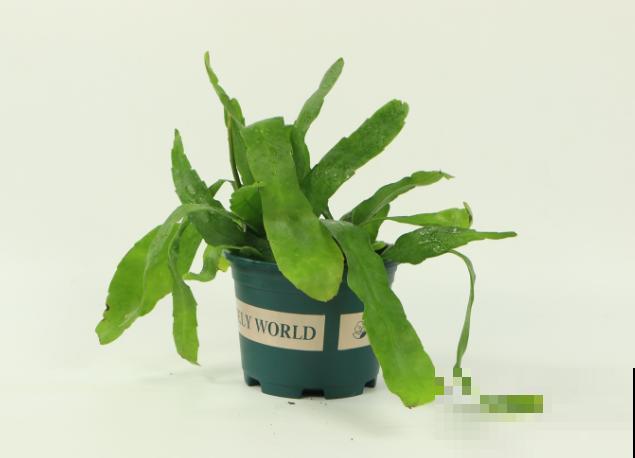 昙花长出“一根杆”，那可是件好事情，说明要长新叶子