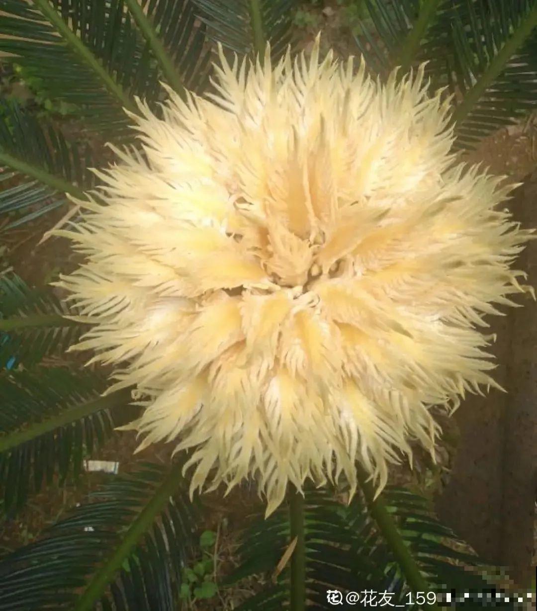 老人常说,6种吉祥花,轻易不开花,开花据说有好运 老人常说,6种吉祥花,轻易不开花,开花据说有好运